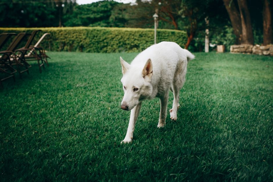 Cane dal pelo bianco che cammina su un prato: guida alla cacca bianca o grigia nel cane