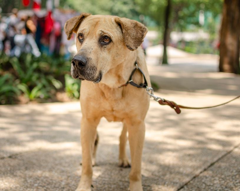 Cane di taglia grande al guinzaglio su un sentiero soleggiato in un parco