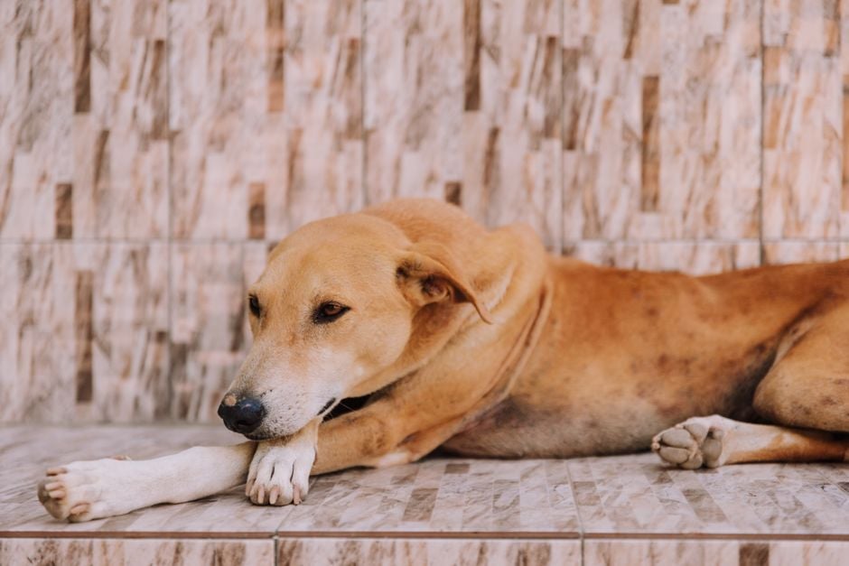 Cane steso e quieto su un pavimento di piastrelle: colite nel cane, infiammazione del colon e diarrea del grosso intestino