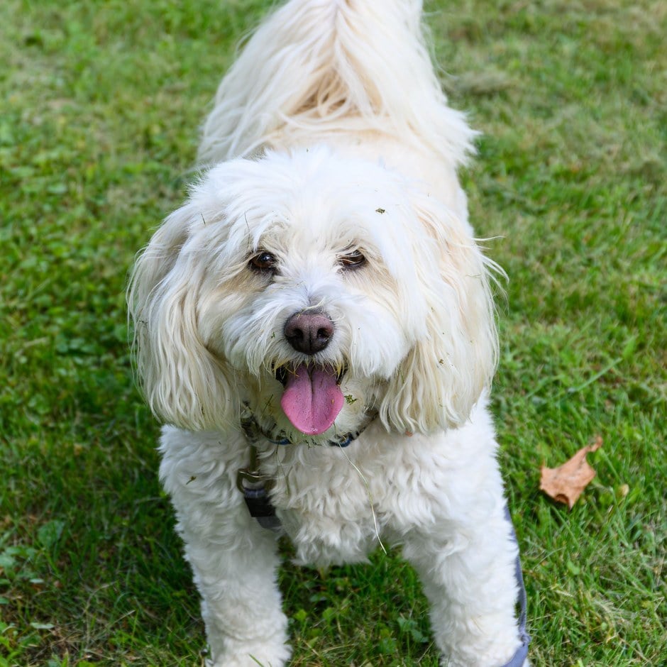 Cane bianco dal pelo morbido e cotonoso (tipo Cotone di Tuléar) in piedi sull'erba con la lingua fuori