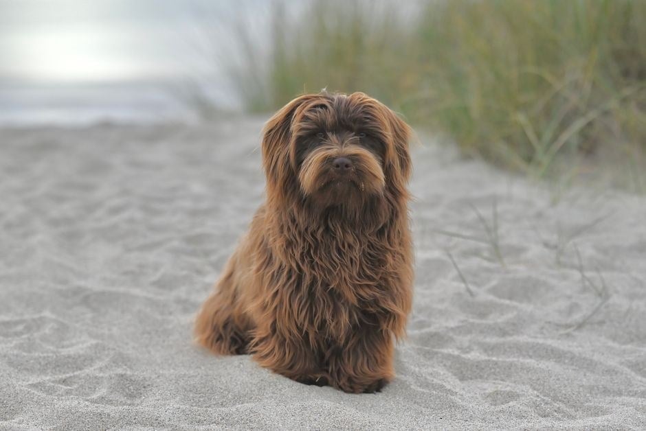 Havanese dal lungo pelo marrone cioccolato seduto sulla sabbia