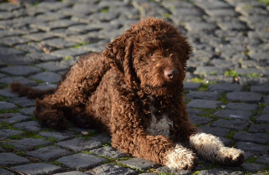 Lagotto Romagnolo dal pelo riccio marrone sdraiato su un selciato