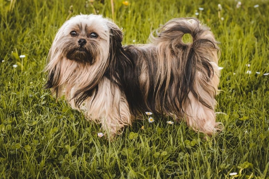 Lhasa Apso dal lungo pelo sfumato in piedi sull'erba fiorita