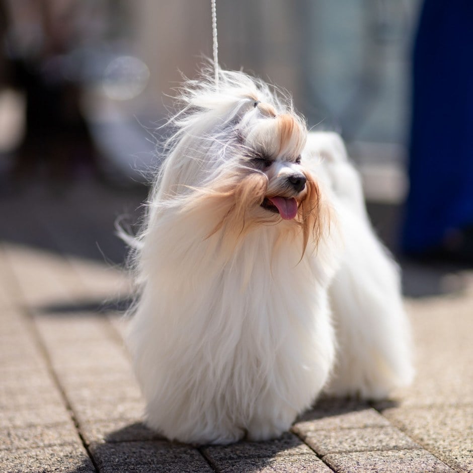 Maltese dal lungo pelo bianco e setoso in piedi su una pavimentazione