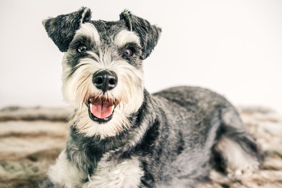 Schnauzer nano dal mantello sale e pepe sdraiato con la bocca aperta