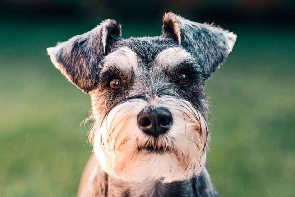 Primo piano di uno Schnauzer con barba e sopracciglia folte, su sfondo verde