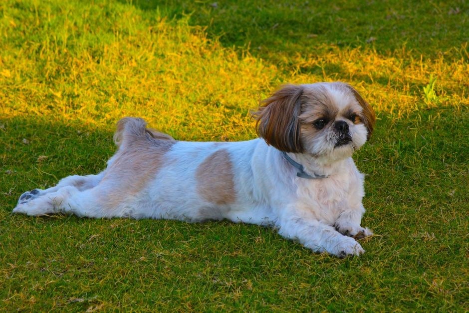 Shih Tzu bianco e marrone sdraiato sull'erba al sole