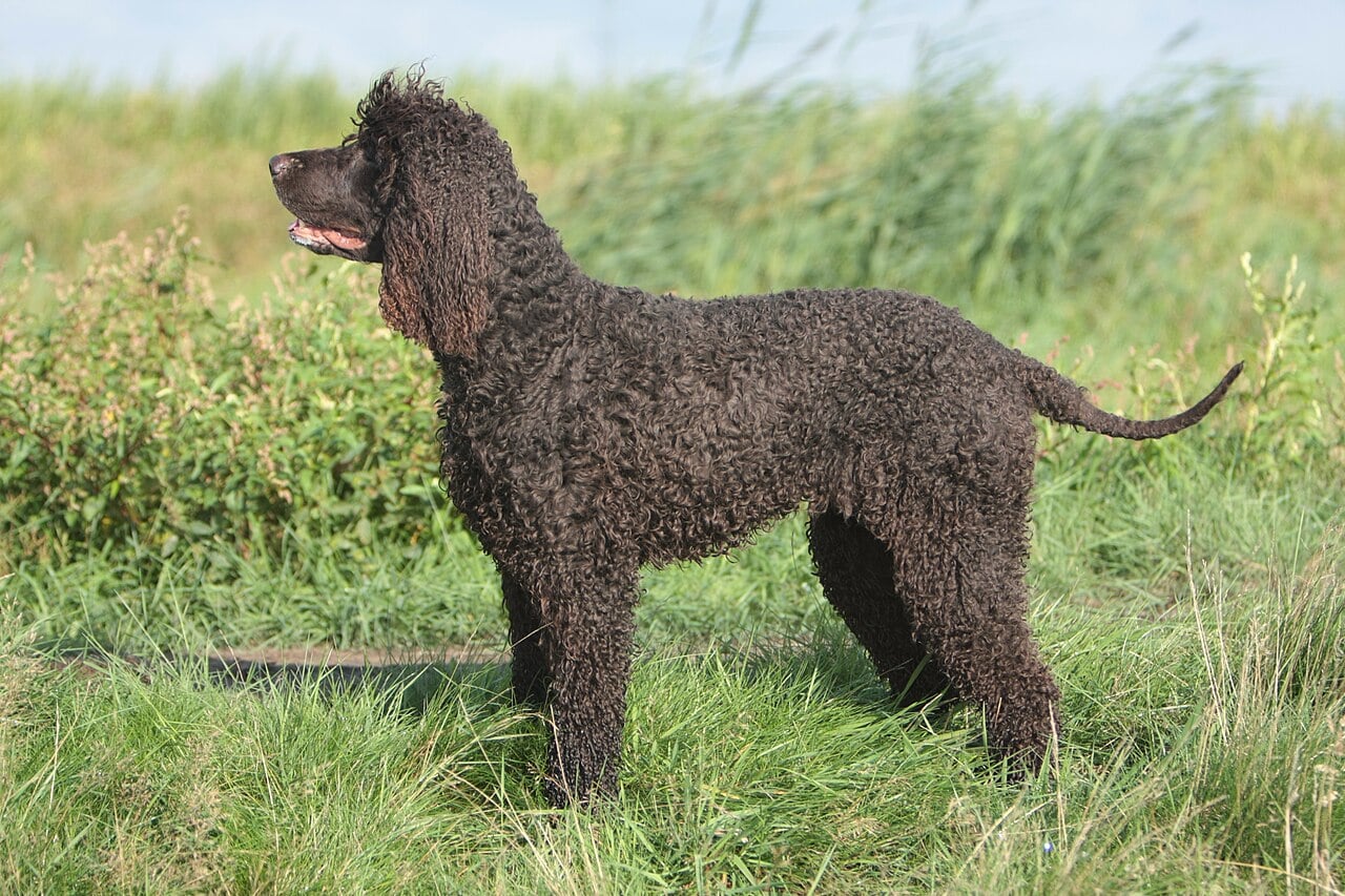 Spaniel d'acqua irlandese dal caratteristico mantello riccio color fegato in piedi su un prato