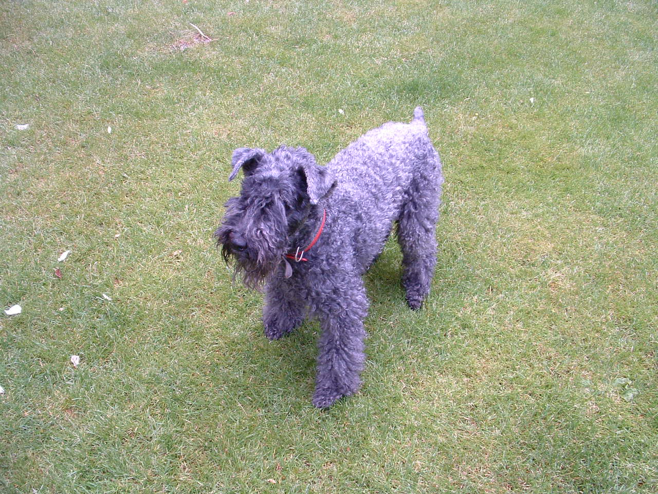 Terrier blu di Kerry dal mantello ricciolo grigio-bluastro in piedi sull'erba