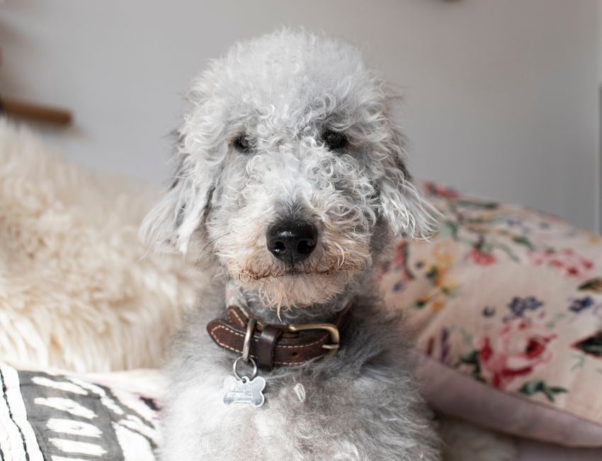 Terrier di Bedlington dal pelo grigio chiaro e riccio, con il tipico muso a forma di agnello