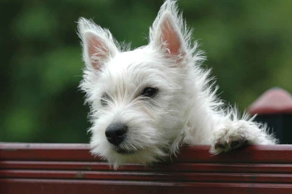 West Highland White Terrier bianco che si appoggia a una staccionata