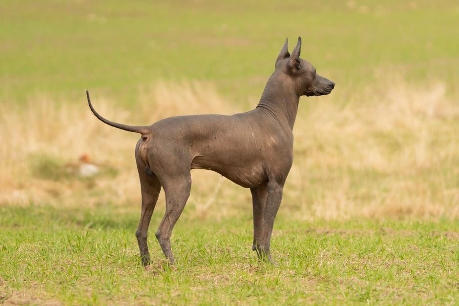 Xoloitzcuintli senza pelo in piedi su un prato